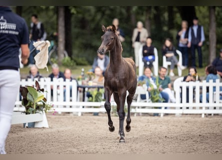 Hannover, Giumenta, 3 Anni, 170 cm, Sauro scuro