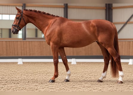 Hannover, Giumenta, 3 Anni, 172 cm, Sauro