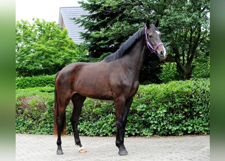 Hannover, Giumenta, 3 Anni, 173 cm, Morello