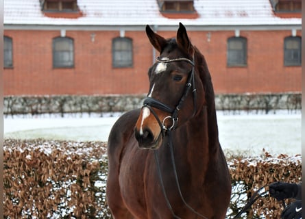 Hannover, Giumenta, 3 Anni, 174 cm, Baio scuro