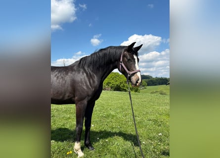 Hannover, Giumenta, 3 Anni, Baio scuro