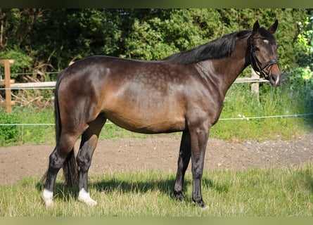 Hannover, Giumenta, 4 Anni, 151 cm, Baio scuro
