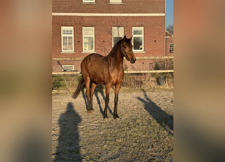 Hannover, Giumenta, 4 Anni, 160 cm, Baio