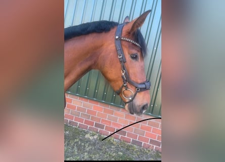 Hannover, Giumenta, 4 Anni, 160 cm, Baio