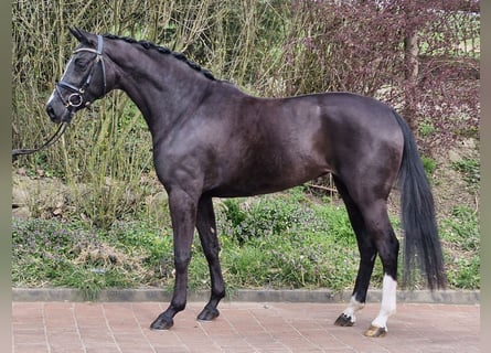 Hannover, Giumenta, 4 Anni, 161 cm, Morello