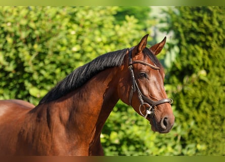 Hannover, Giumenta, 4 Anni, 162 cm, Baio