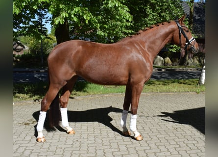 Hannover, Giumenta, 4 Anni, 162 cm, Sauro