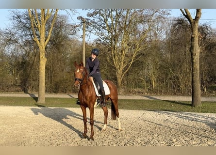 Hannover, Giumenta, 4 Anni, 162 cm, Sauro