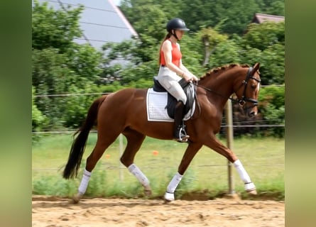 Hannover, Giumenta, 4 Anni, 162 cm, Sauro
