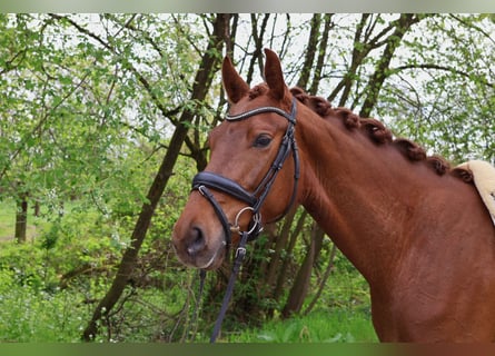 Hannover, Giumenta, 4 Anni, 162 cm, Sauro