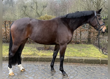 Hannover, Giumenta, 4 Anni, 163 cm, Baio