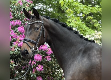 Hannover, Giumenta, 4 Anni, 163 cm, Baio nero