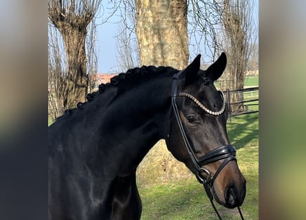 Hannover, Giumenta, 4 Anni, 163 cm, Baio scuro