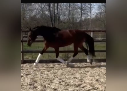 Hannover, Giumenta, 4 Anni, 163 cm, Baio scuro