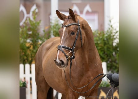 Hannover, Giumenta, 4 Anni, 163 cm, Sauro
