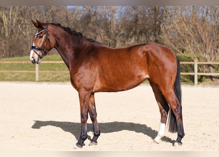 Hannover, Giumenta, 4 Anni, 164 cm, Baio