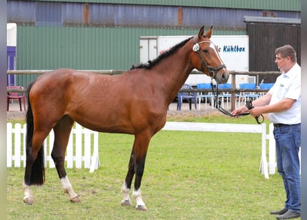 Hannover, Giumenta, 4 Anni, 164 cm, Baio