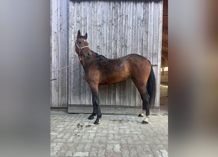 Hannover, Giumenta, 4 Anni, 164 cm, Baio