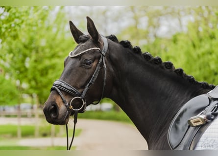 Hannover, Giumenta, 4 Anni, 164 cm, Baio nero