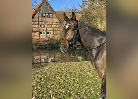 Hannover, Giumenta, 4 Anni, 165 cm, Baio