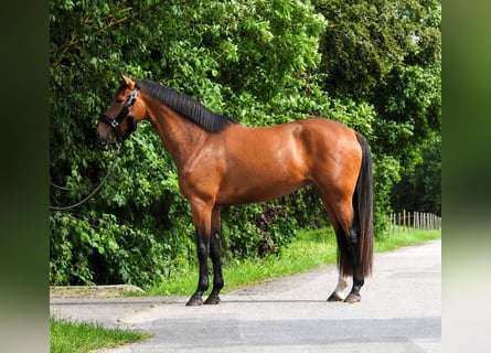 Hannover, Giumenta, 4 Anni, 165 cm, Baio