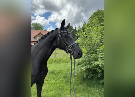 Hannover, Giumenta, 4 Anni, 165 cm, Morello