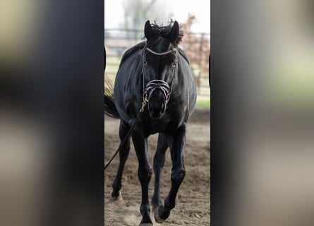 Hannover, Giumenta, 4 Anni, 165 cm, Morello