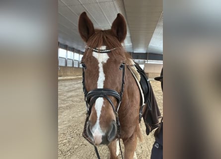 Hannover, Giumenta, 4 Anni, 165 cm, Sauro