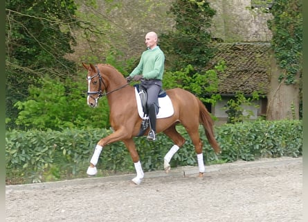 Hannover, Giumenta, 4 Anni, 165 cm, Sauro