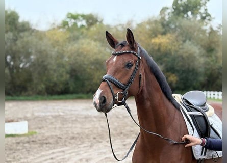 Hannover, Giumenta, 4 Anni, 166 cm, Baio