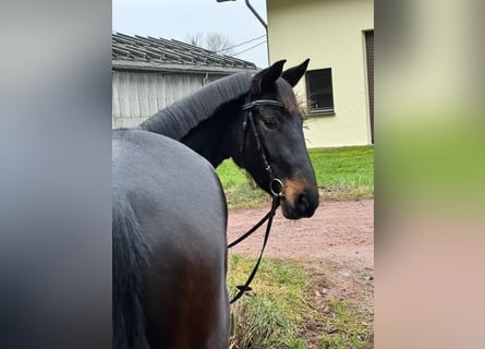 Hannover, Giumenta, 4 Anni, 166 cm, Baio nero