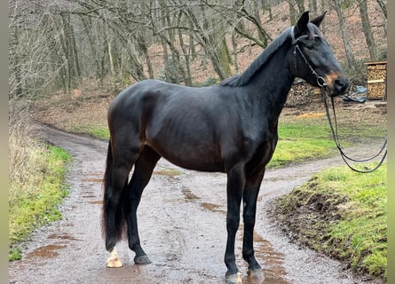 Hannover, Giumenta, 4 Anni, 166 cm, Baio nero