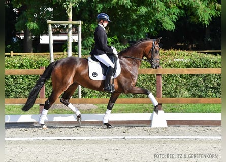 Hannover, Giumenta, 4 Anni, 166 cm, Baio nero