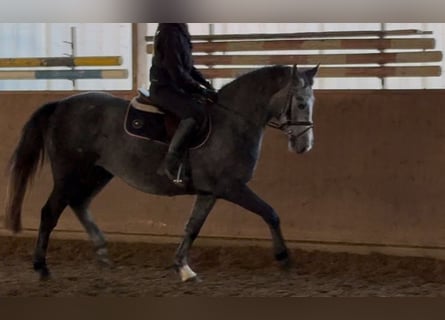 Hannover, Giumenta, 4 Anni, 166 cm, Grigio