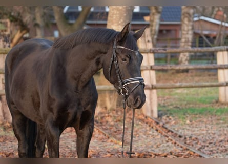 Hannover, Giumenta, 4 Anni, 166 cm, Morello