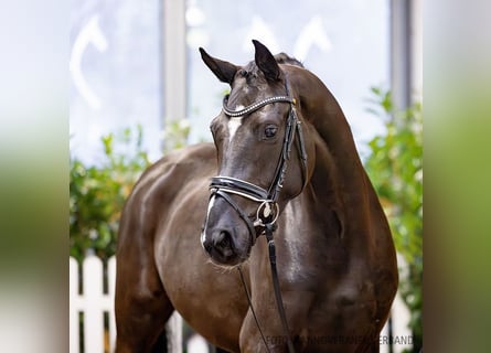 Hannover, Giumenta, 4 Anni, 166 cm, Morello