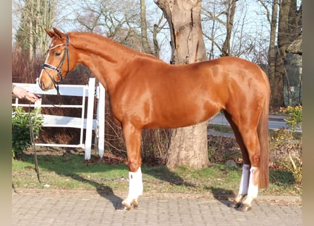 Hannover, Giumenta, 4 Anni, 166 cm, Sauro