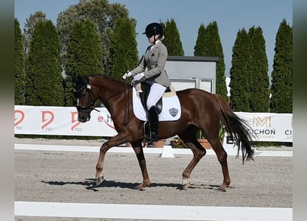 Hannover, Giumenta, 4 Anni, 166 cm, Sauro
