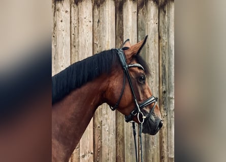 Hannover, Giumenta, 4 Anni, 167 cm, Baio