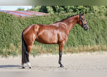 Hannover, Giumenta, 4 Anni, 167 cm, Baio