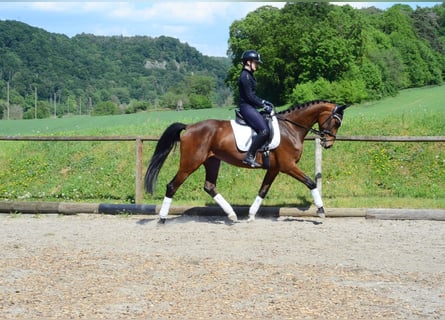 Hannover, Giumenta, 4 Anni, 167 cm, Baio