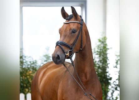 Hannover, Giumenta, 4 Anni, 167 cm, Baio