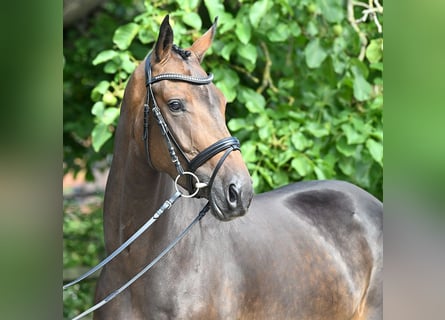 Hannover, Giumenta, 4 Anni, 167 cm, Baio scuro