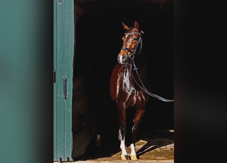 Hannover, Giumenta, 4 Anni, 167 cm, Baio scuro