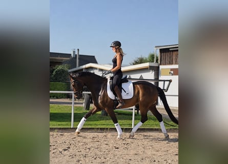 Hannover, Giumenta, 4 Anni, 167 cm, Baio scuro