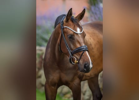 Hannover, Giumenta, 4 Anni, 167 cm, Baio scuro