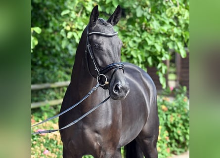 Hannover, Giumenta, 4 Anni, 167 cm, Morello