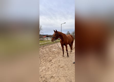 Hannover, Giumenta, 4 Anni, 167 cm, Sauro