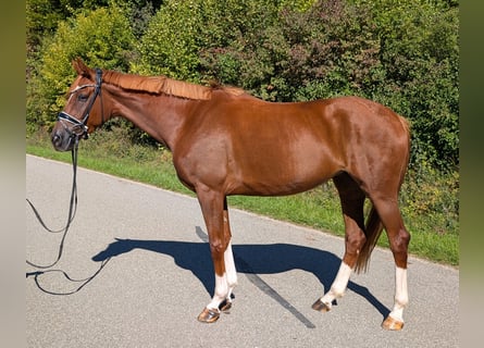 Hannover, Giumenta, 4 Anni, 167 cm, Sauro