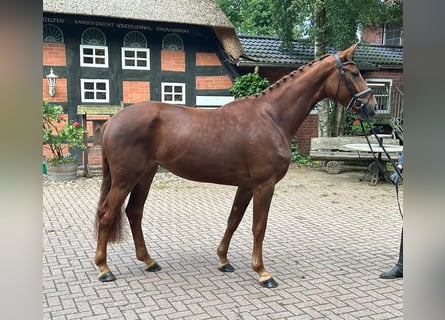 Hannover, Giumenta, 4 Anni, 167 cm, Sauro